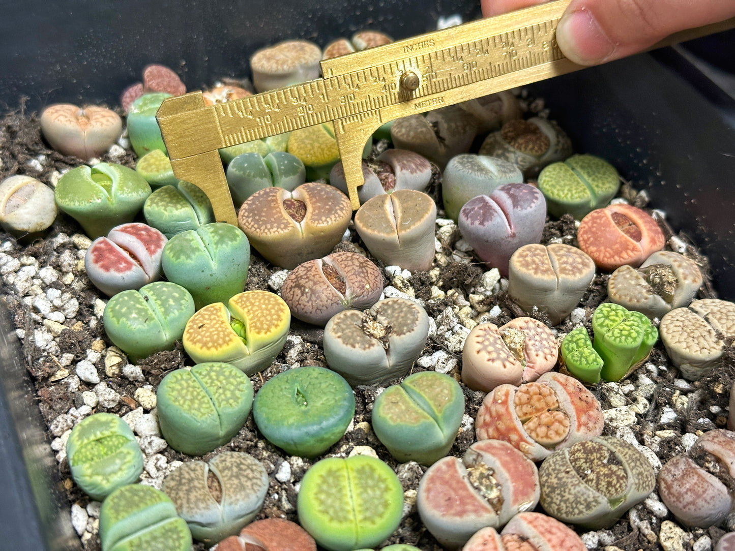 Lithops, Living Stones - 00