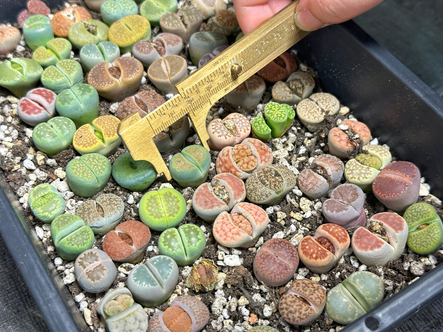 Lithops, Living Stones - 00