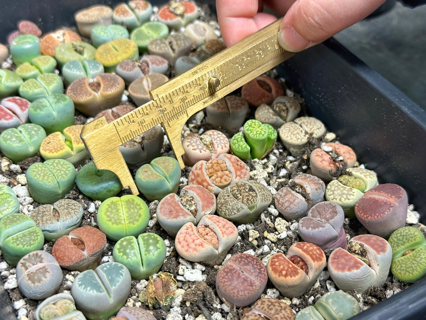 Lithops, Living Stones - 00