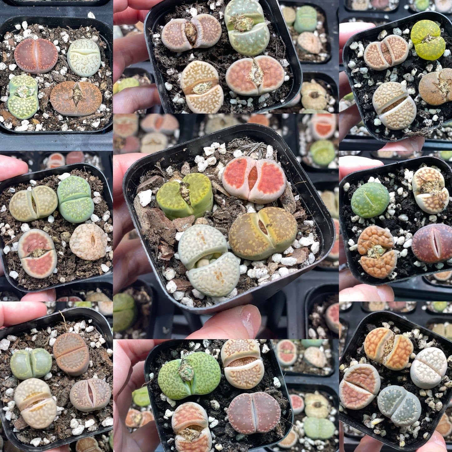 Lithops Living Stones Plants - 0