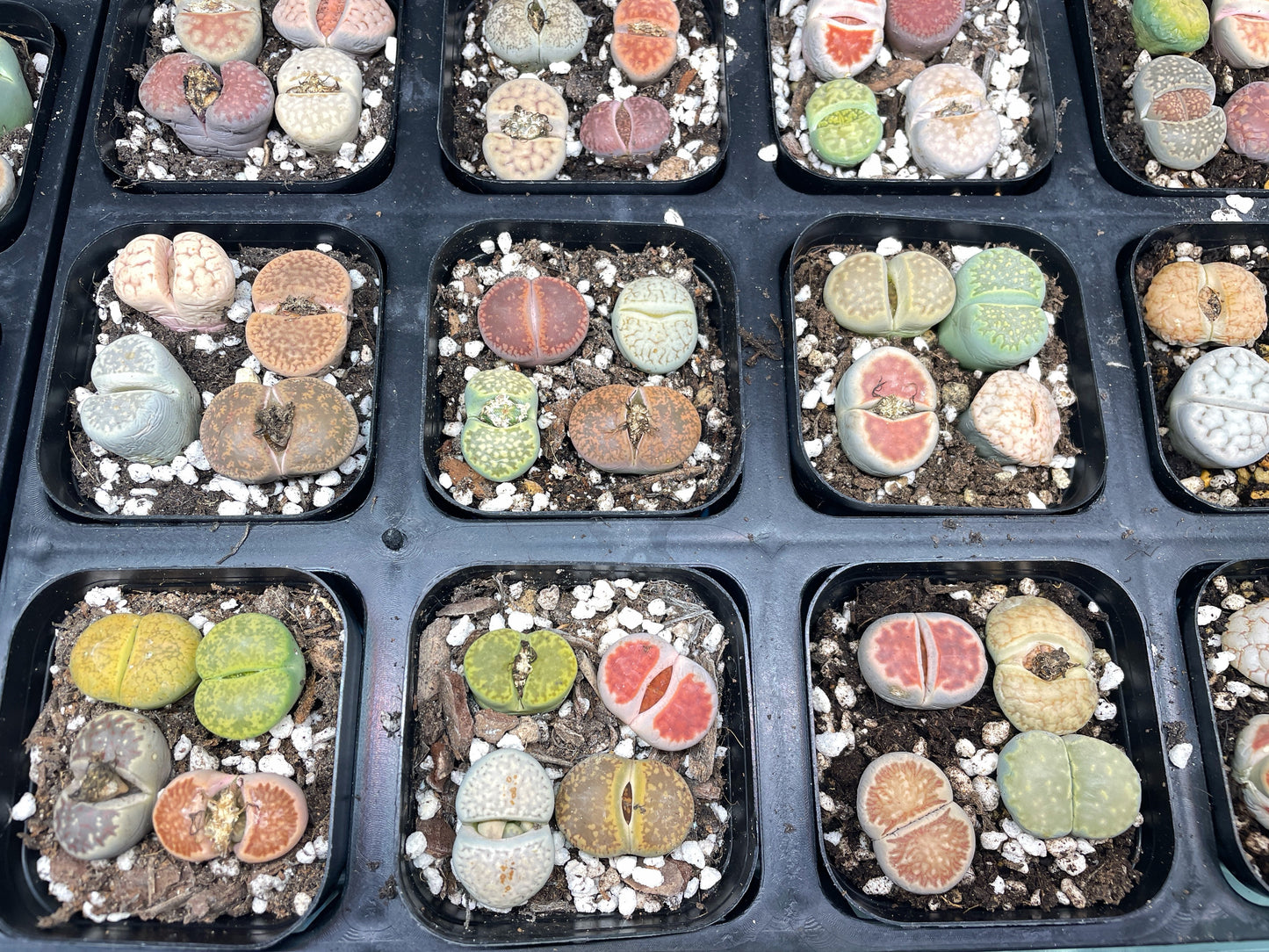 Lithops Living Stones Plants - 0