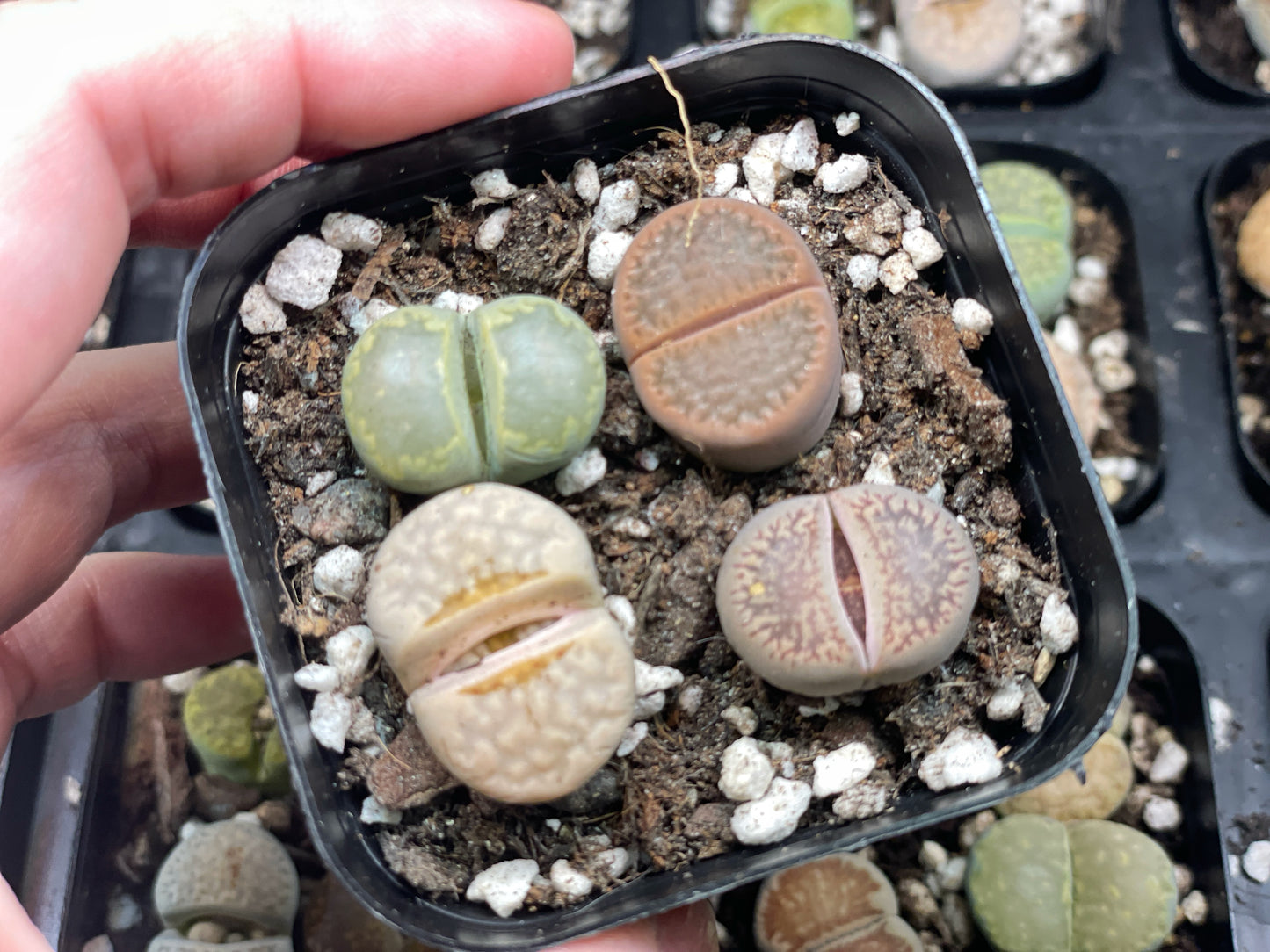 Lithops Living Stones Plants - 0