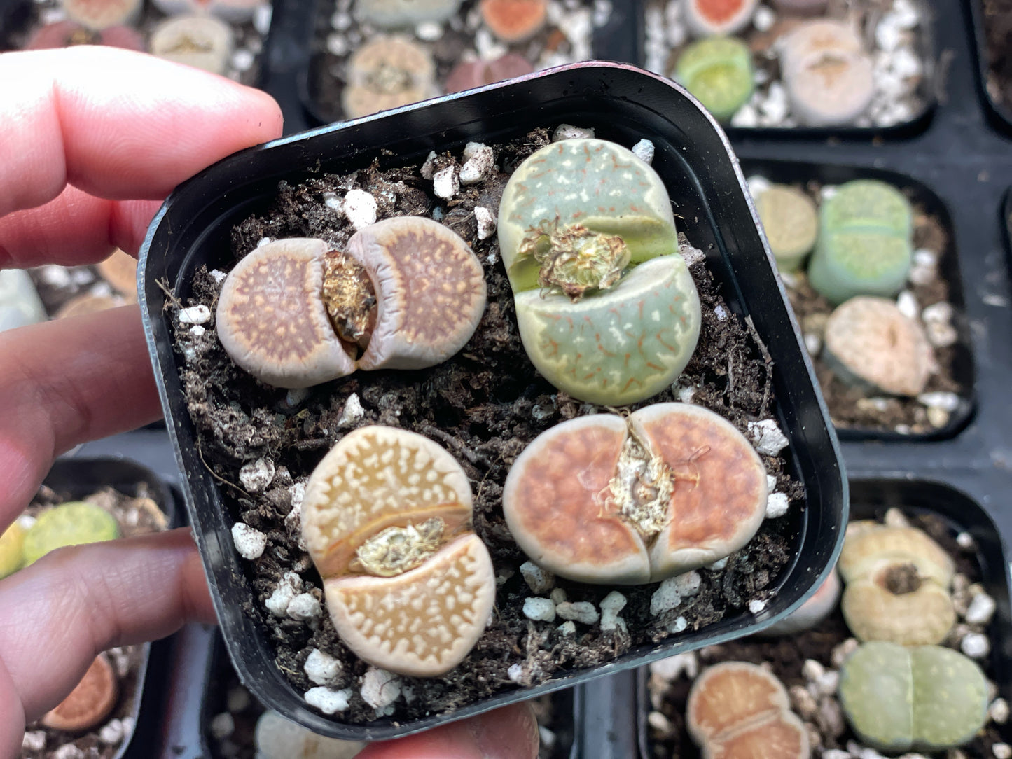 Lithops Living Stones Plants - 0