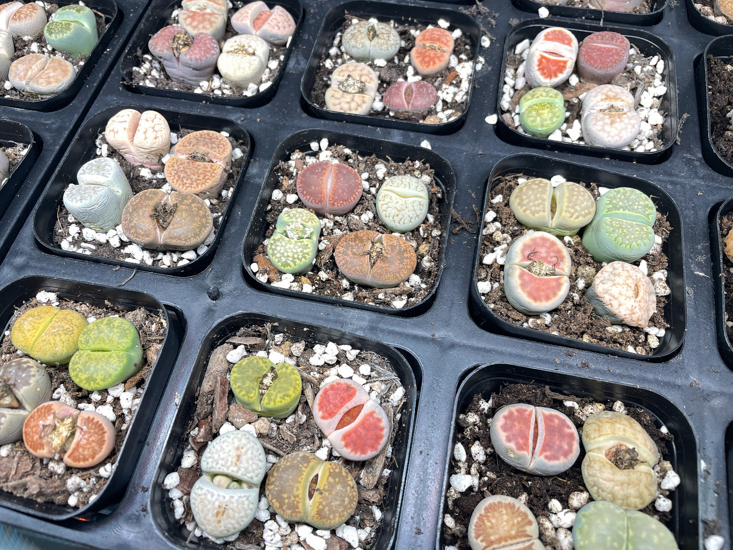 Lithops Living Stones Plants - 0