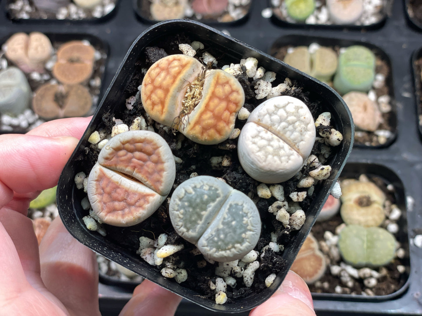 Lithops Living Stones Plants - 0