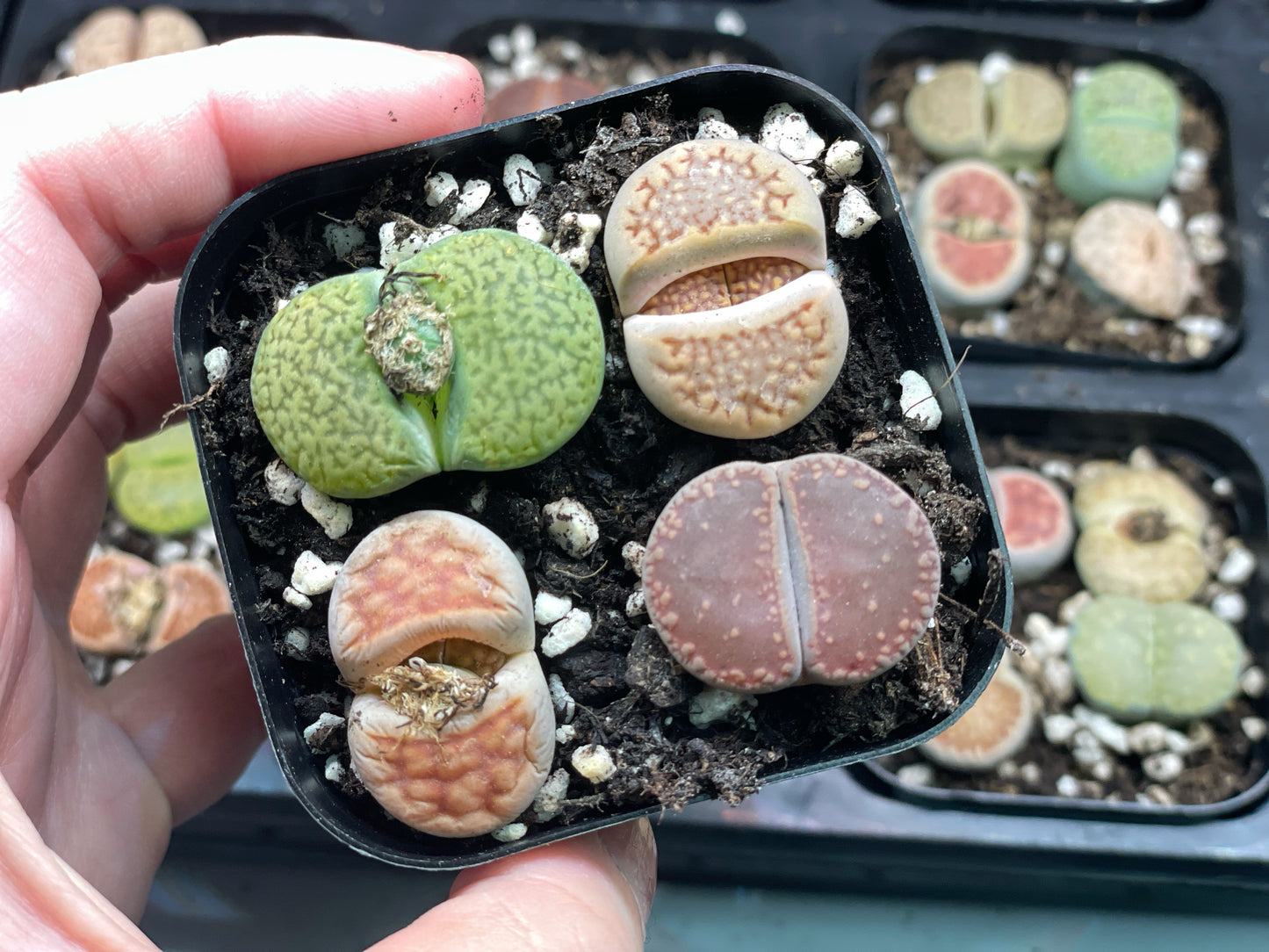 Lithops Living Stones Plants - 0