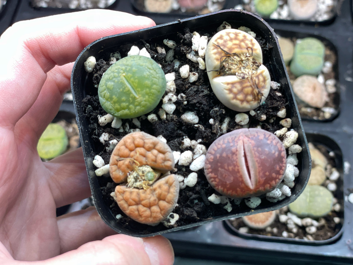 Lithops Living Stones Plants - 0