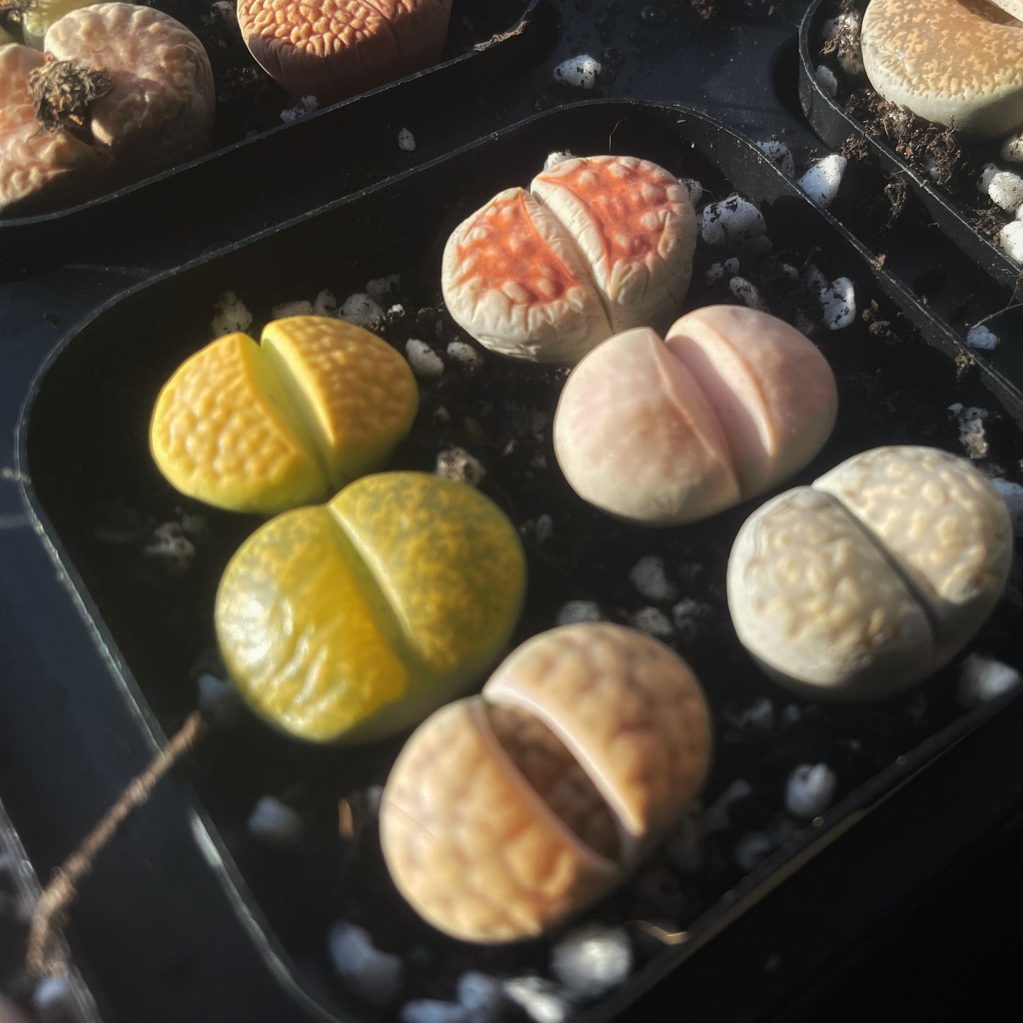 Lithops Living Stones Plants,Colourful Lithops - 0
