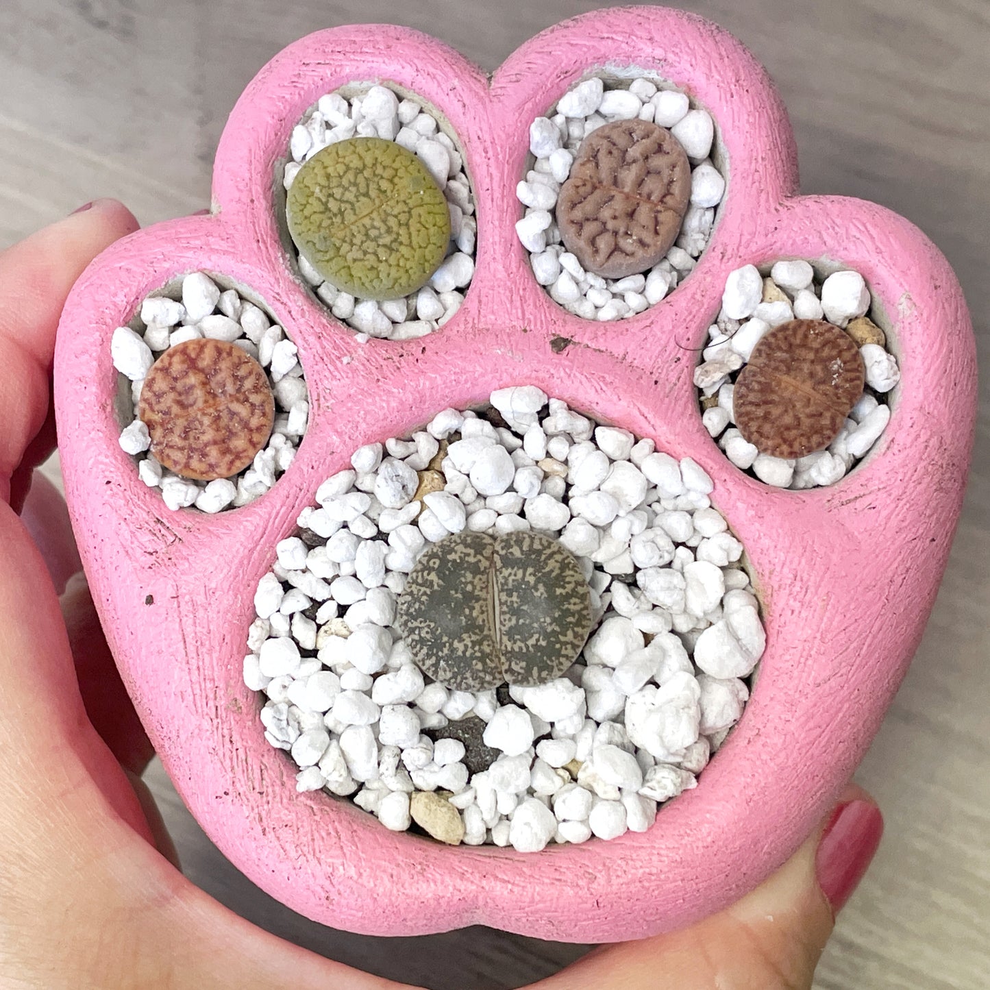 Living Stones Succulents Kit with Paw Pot - 0