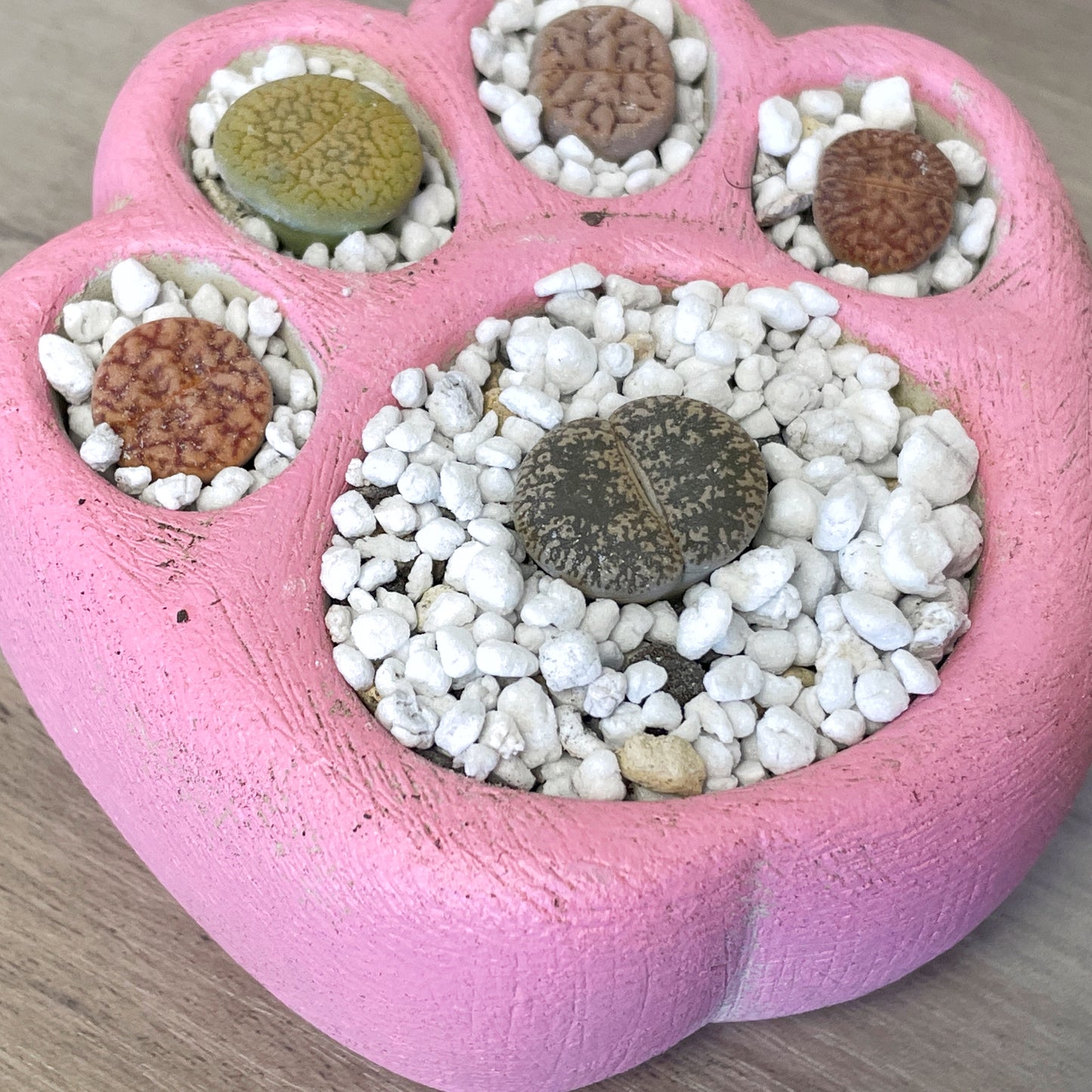 Living Stones Succulents Kit with Paw Pot - 0