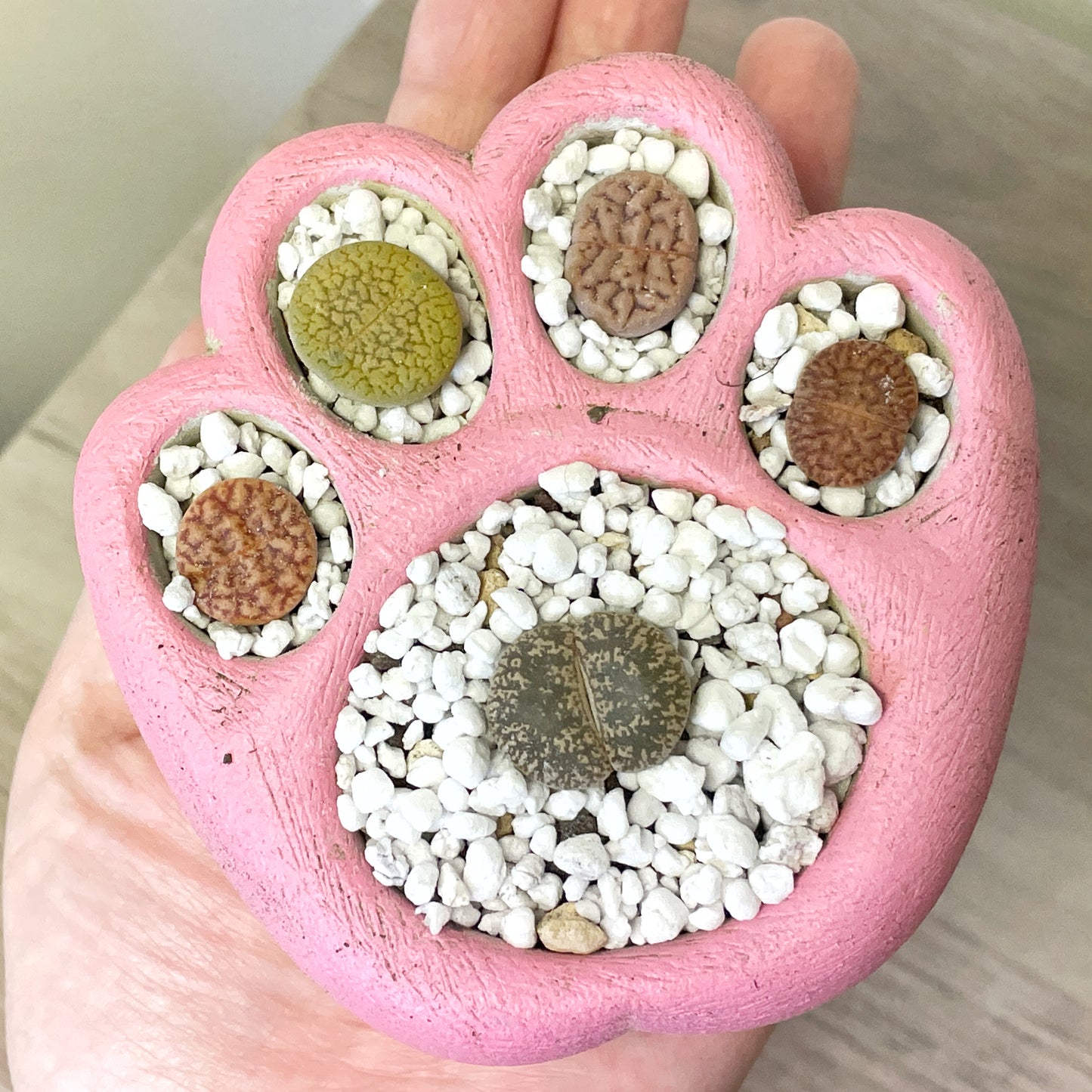 Living Stones Succulents Kit with Paw Pot - 0