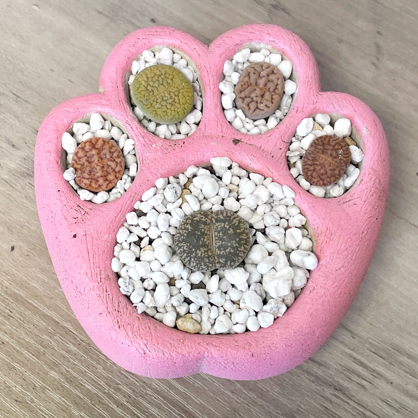 Living Stones Succulents Kit with Paw Pot - 0