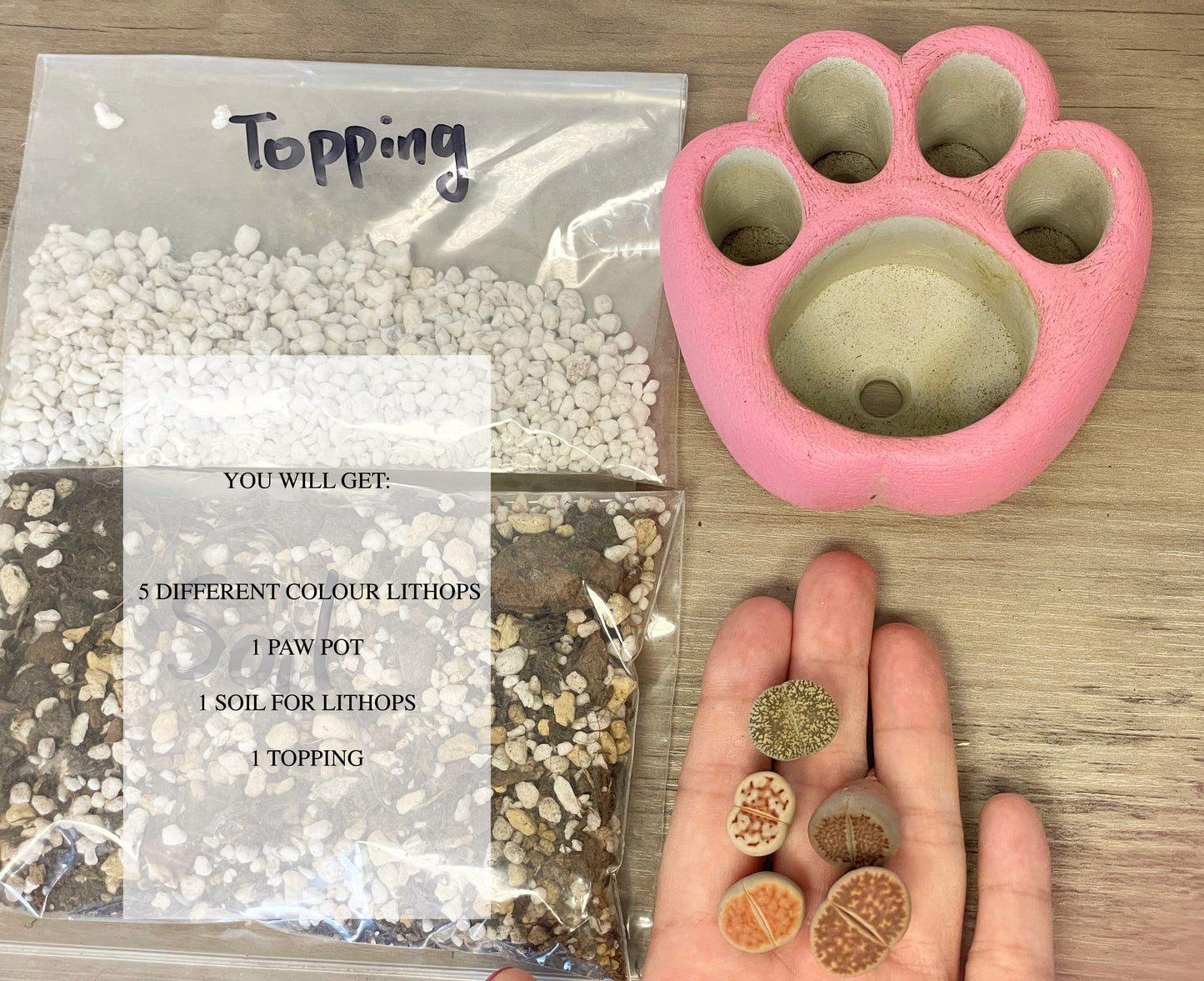 Living Stones Succulents Kit with Paw Pot - 0