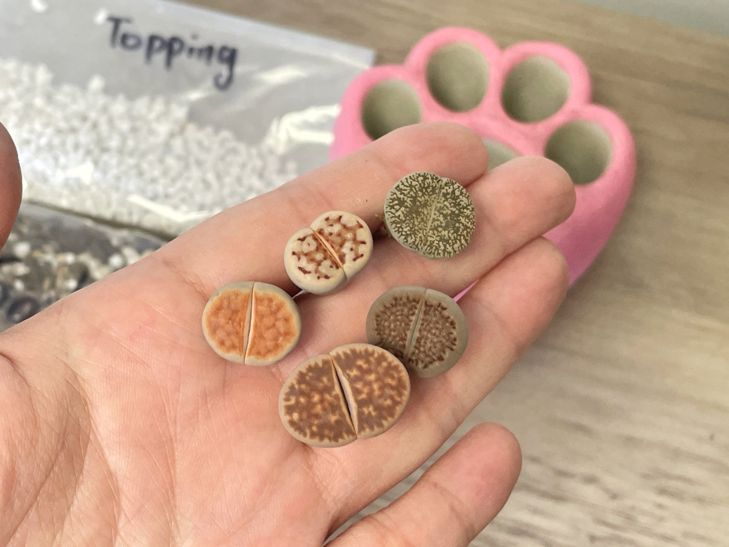 Living Stones Succulents Kit with Paw Pot - 0