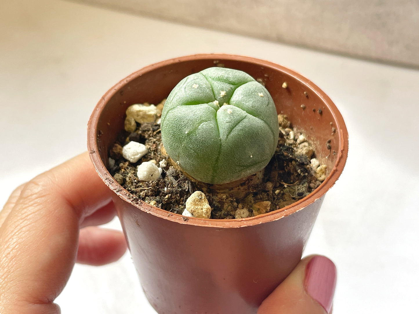 Lophophora williamsii, Button Cactus, Peyote 0