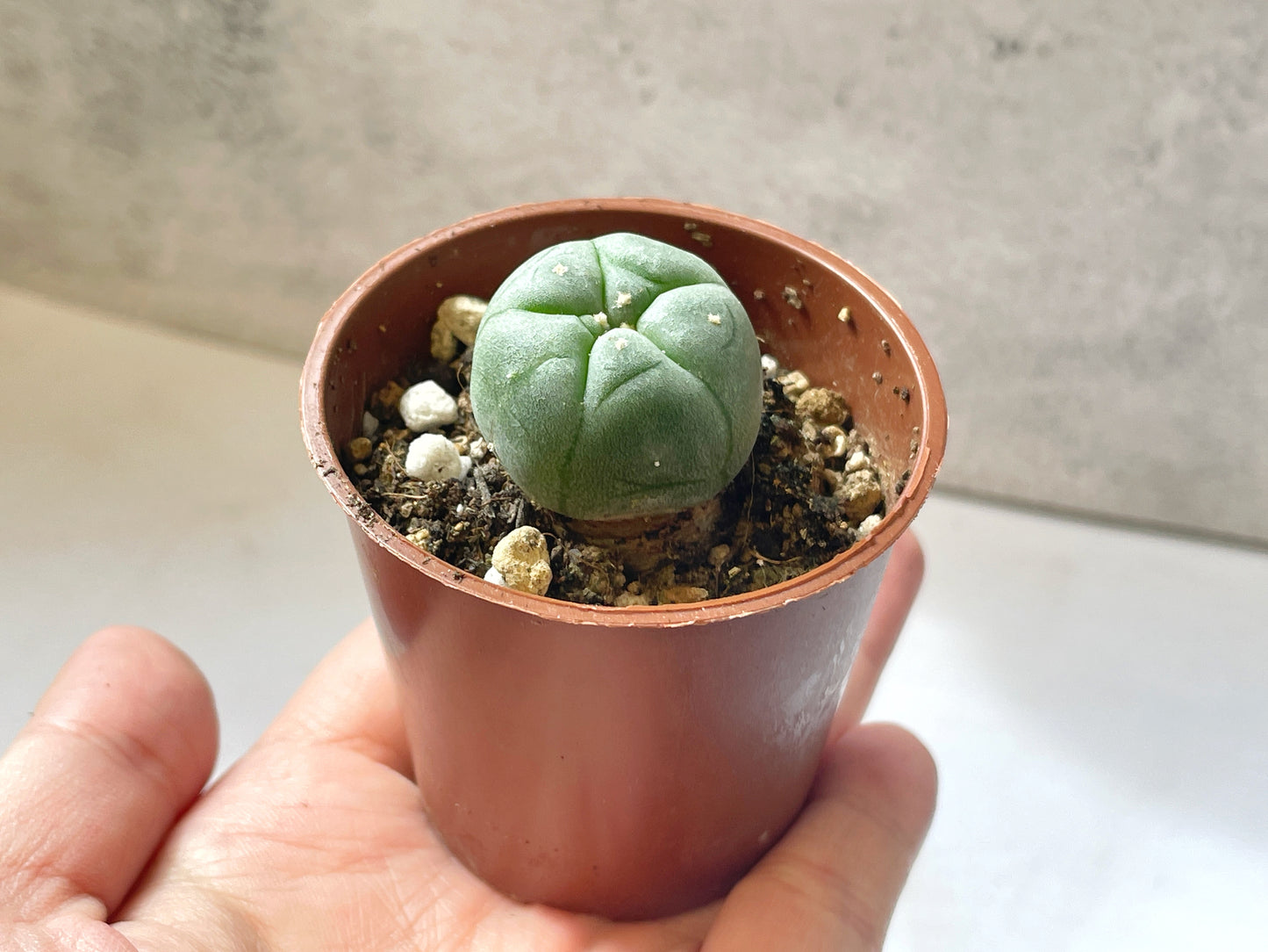 Lophophora williamsii, Button Cactus, Peyote 0