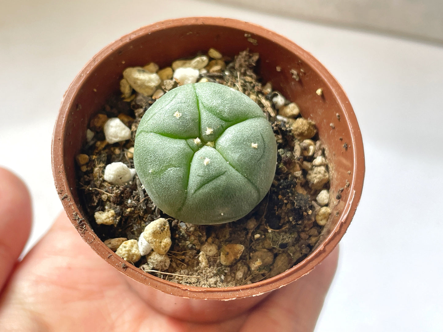 Lophophora williamsii, Button Cactus, Peyote 0