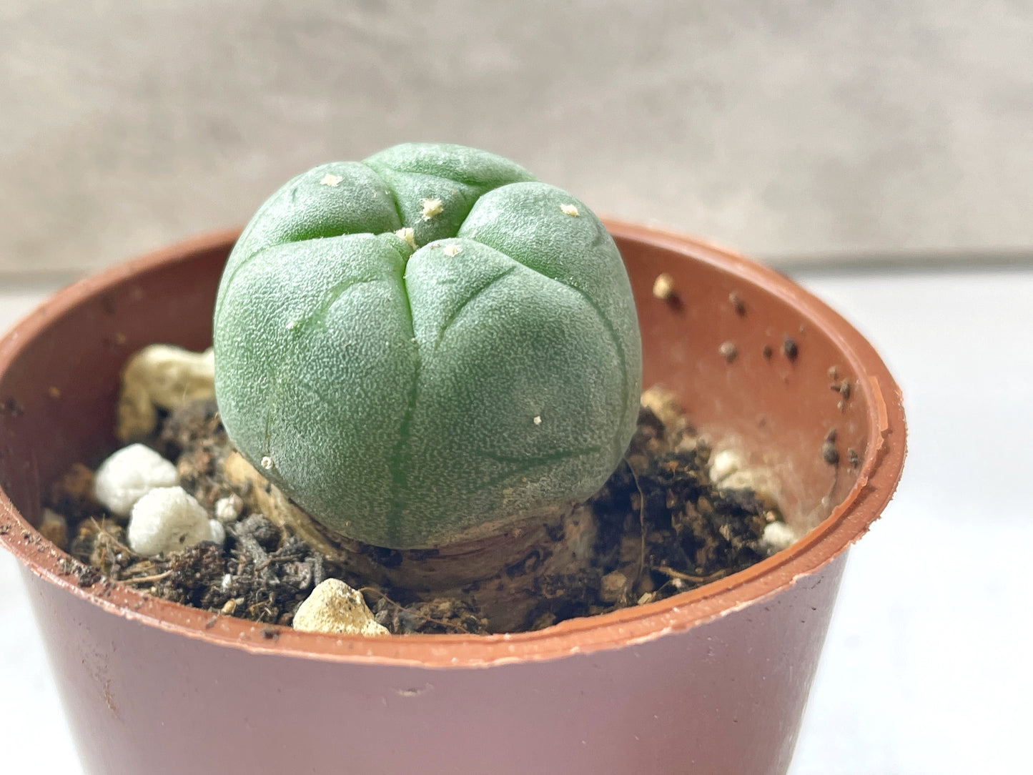 Lophophora williamsii, Button Cactus, Peyote 0