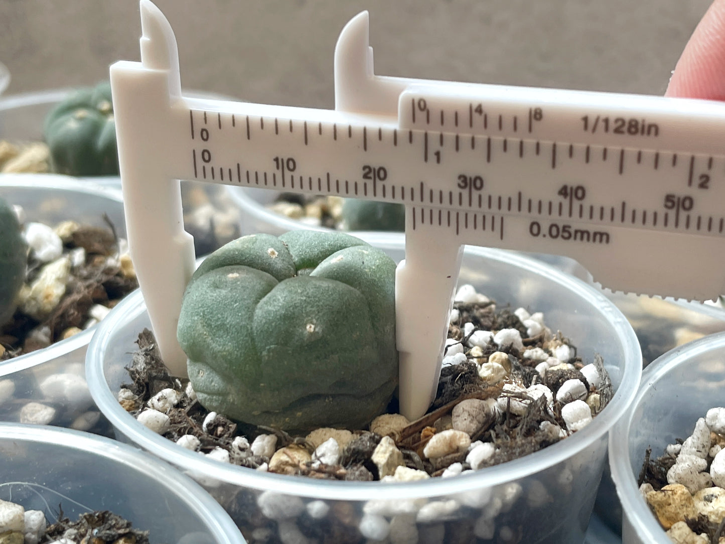 Lophophora williamsii, Button Cactus, Peyote 0