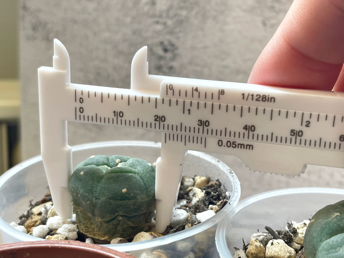 Lophophora williamsii, Button Cactus, Peyote 0