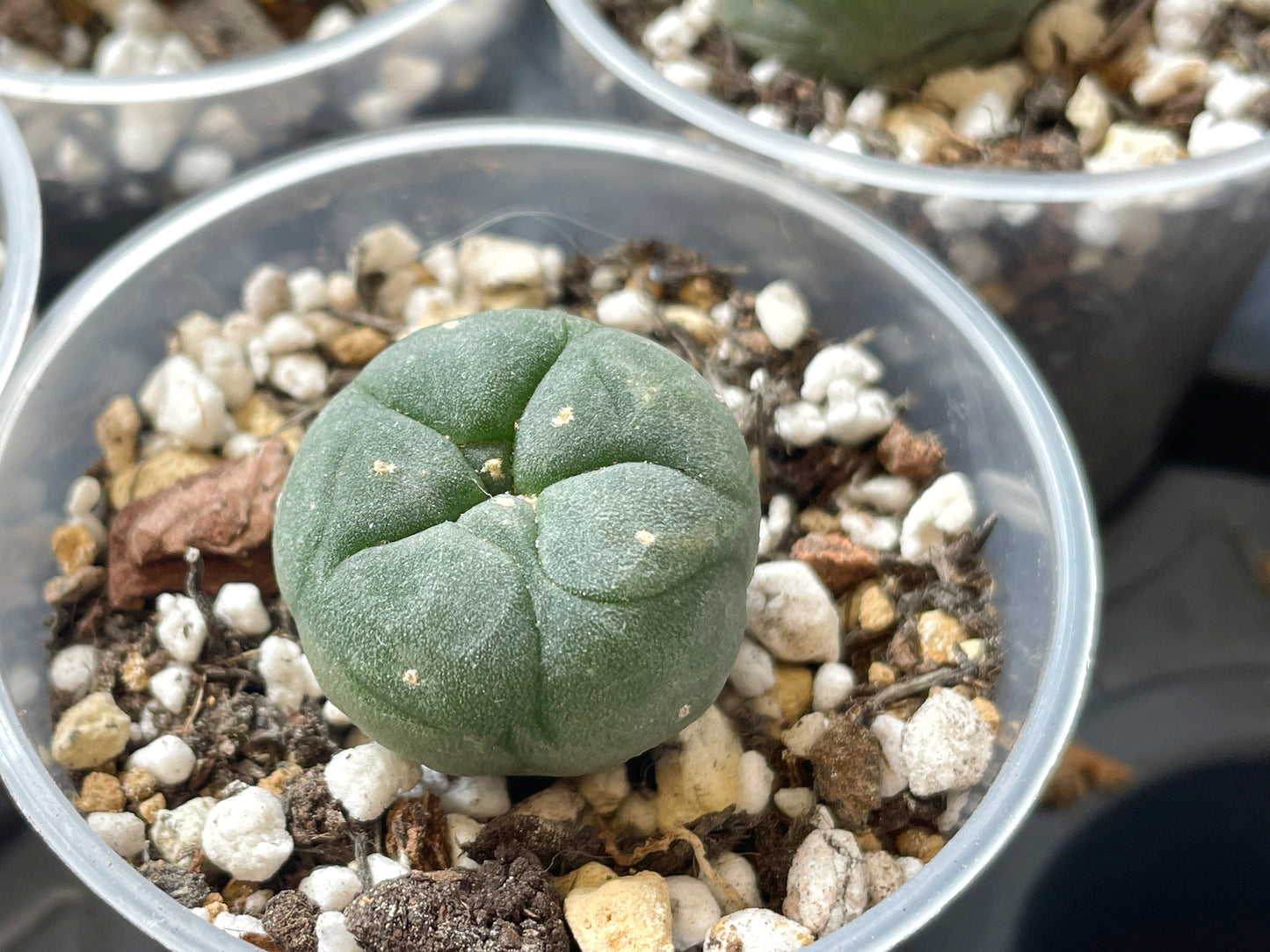 Lophophora williamsii, Button Cactus, Peyote 0
