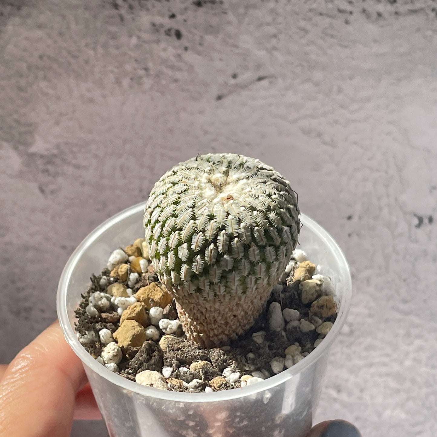 Mammillaria Pectinifera Cactaceae - 0