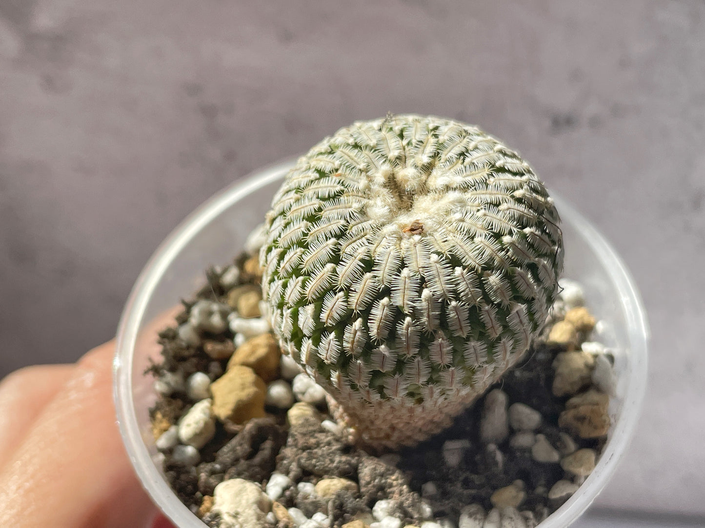 Mammillaria Pectinifera Cactaceae - 0