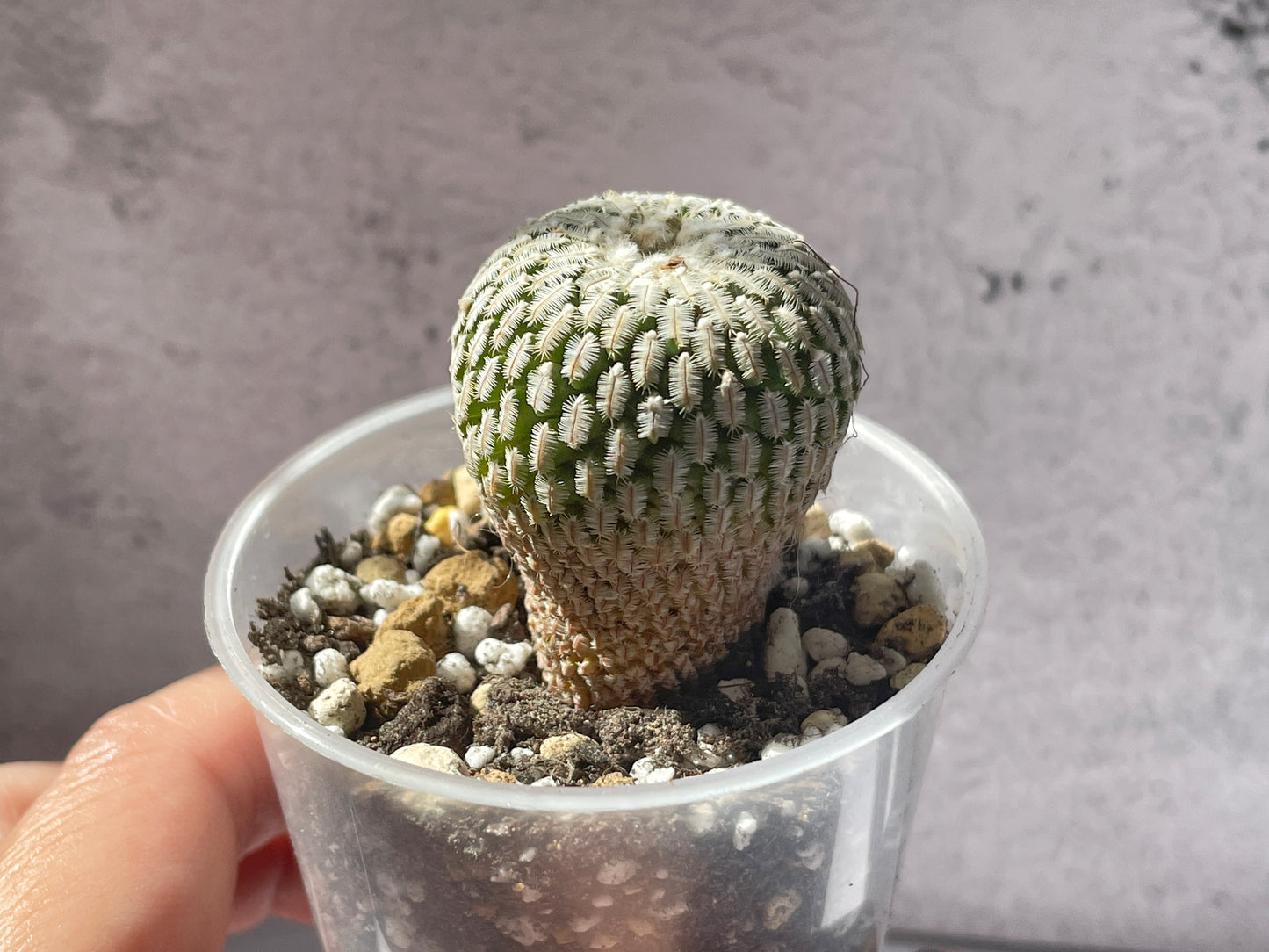 Mammillaria Pectinifera Cactaceae - 0