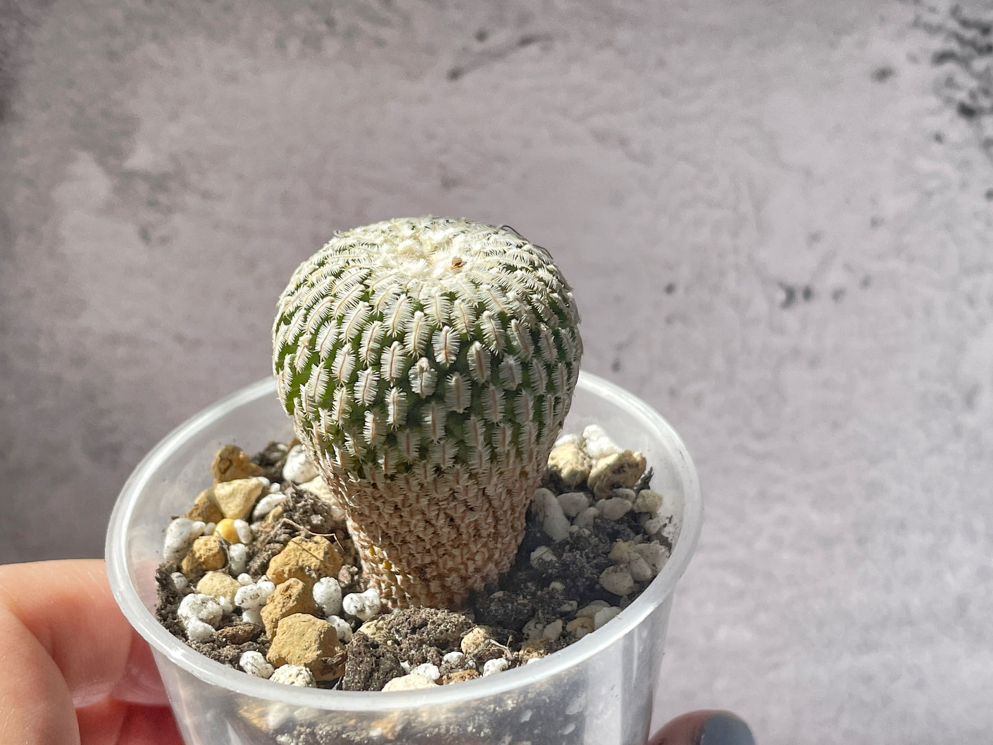 Mammillaria Pectinifera Cactaceae - 0