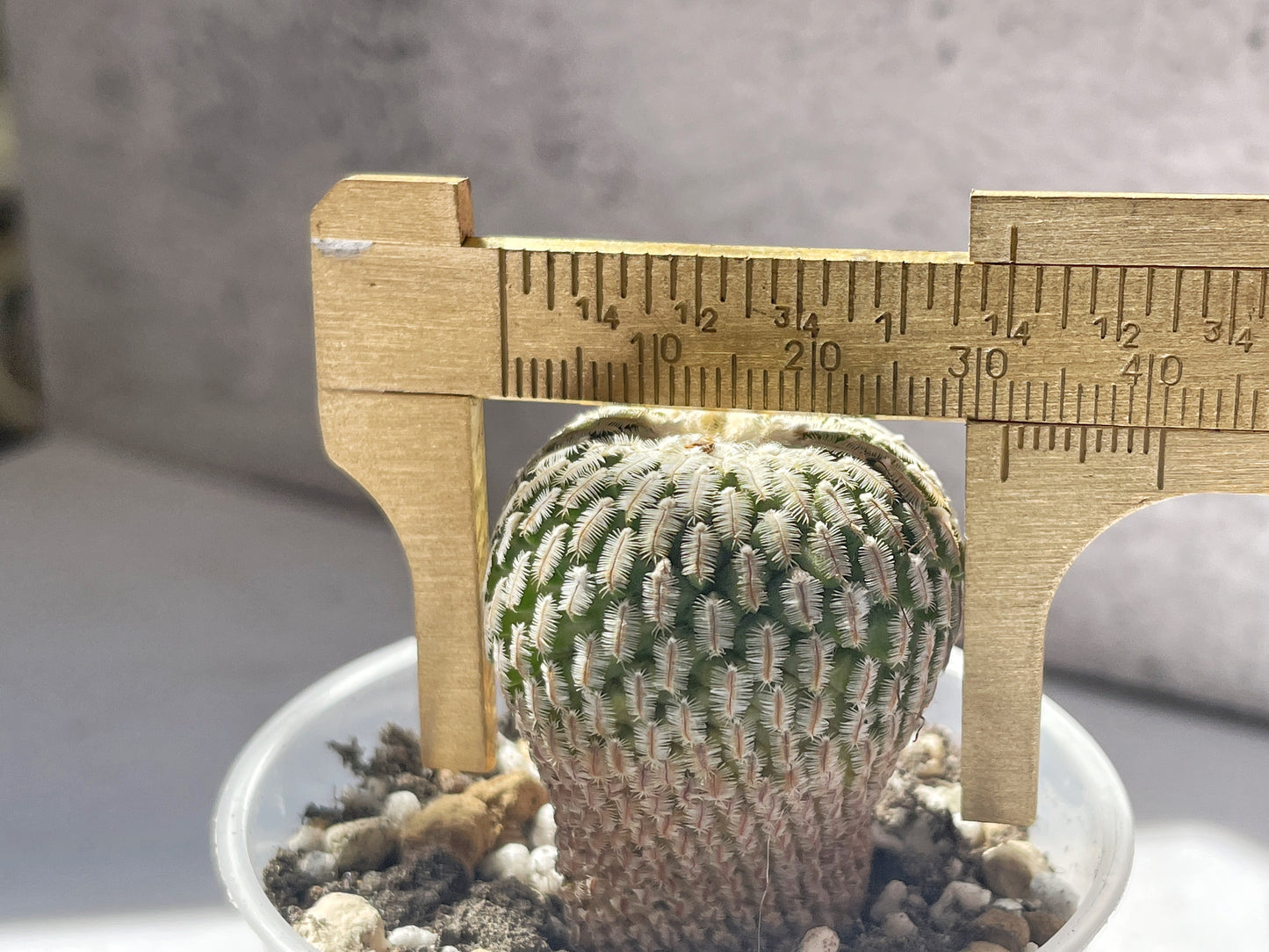 Mammillaria Pectinifera Cactaceae - 0