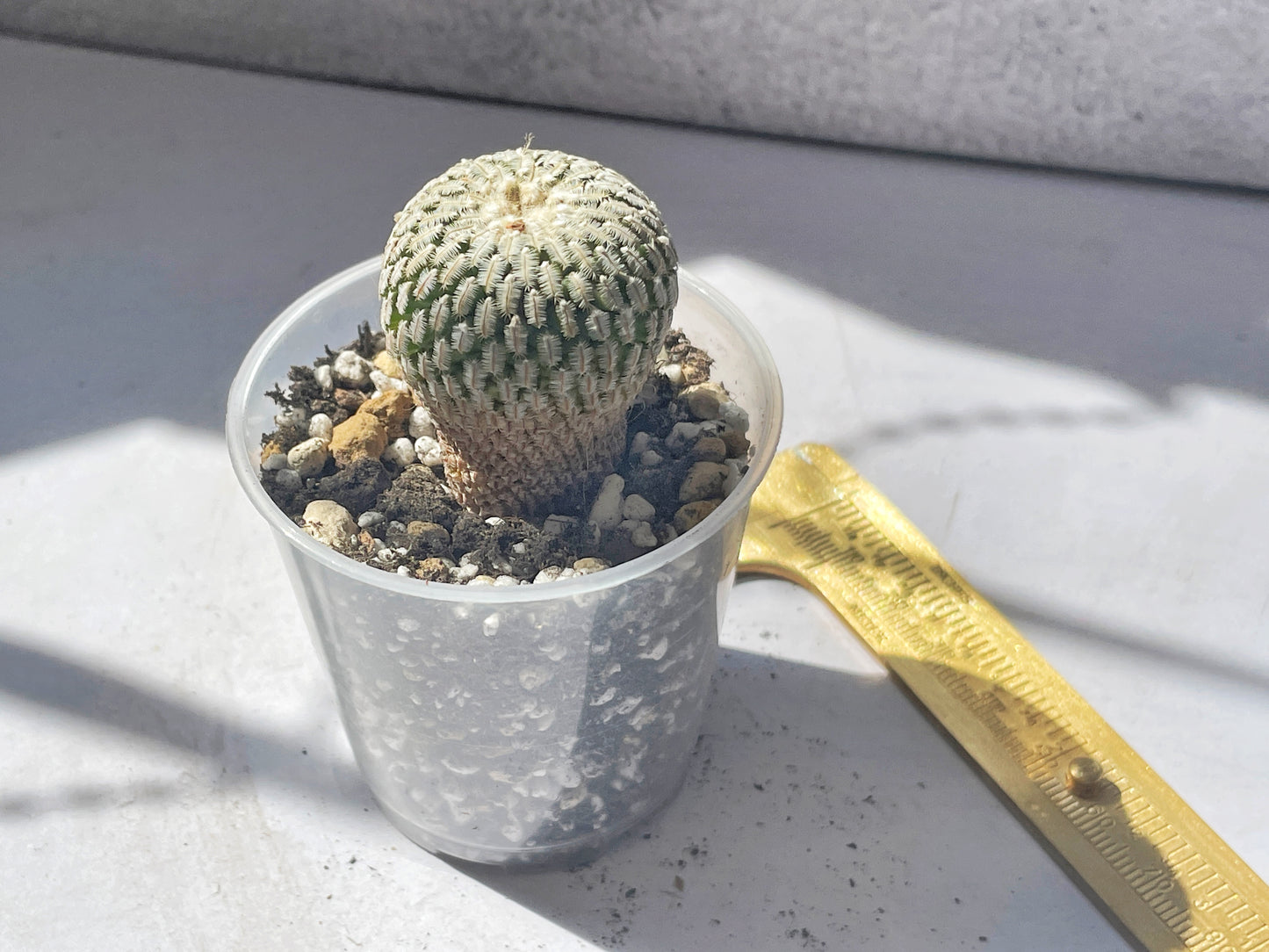 Mammillaria Pectinifera Cactaceae - 0