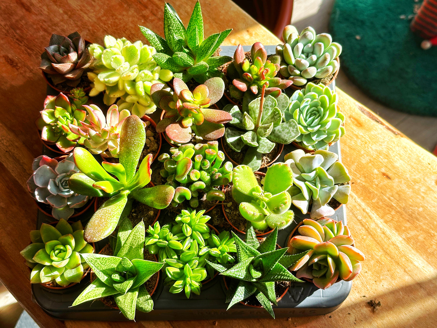 Mixed Succulents - 0