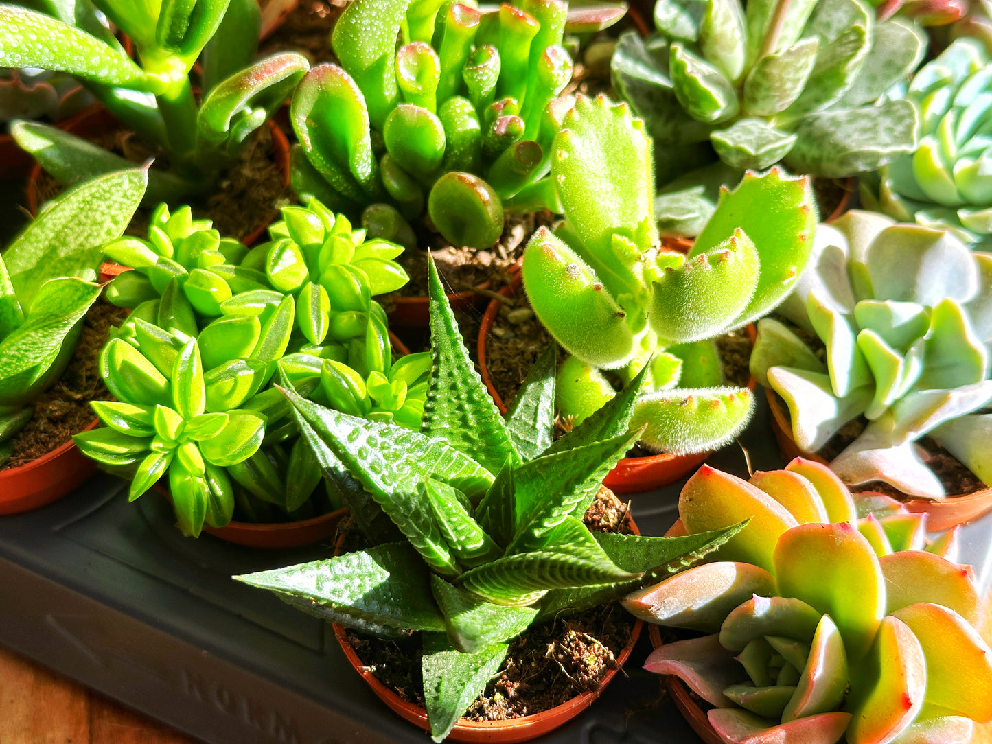 Mixed_Succulents_-_0
