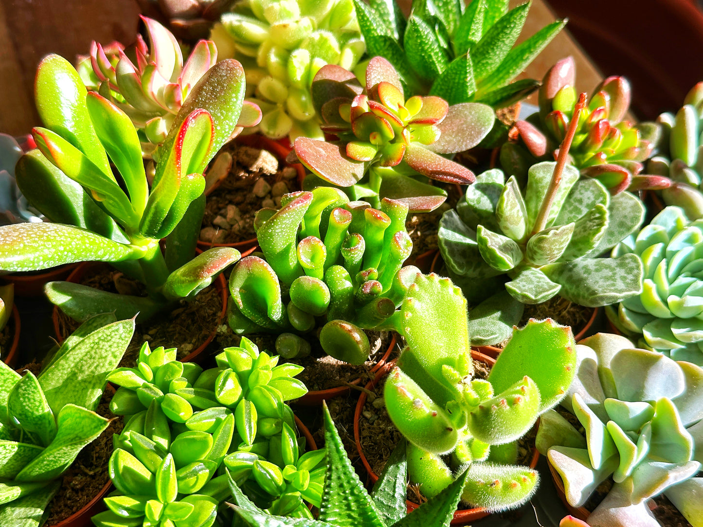 Mixed_Succulents_-_0