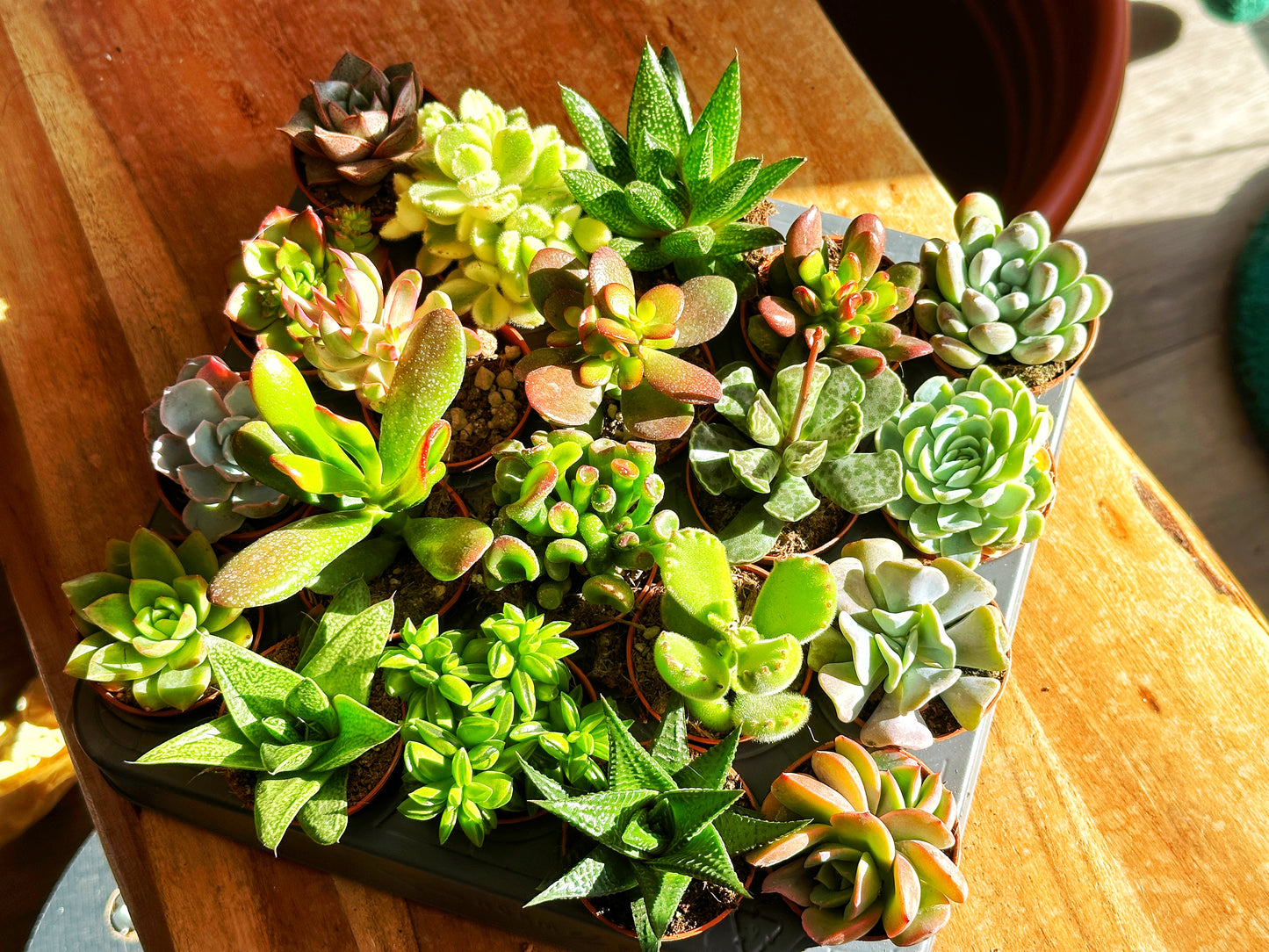 Mixed_Succulents_-_0
