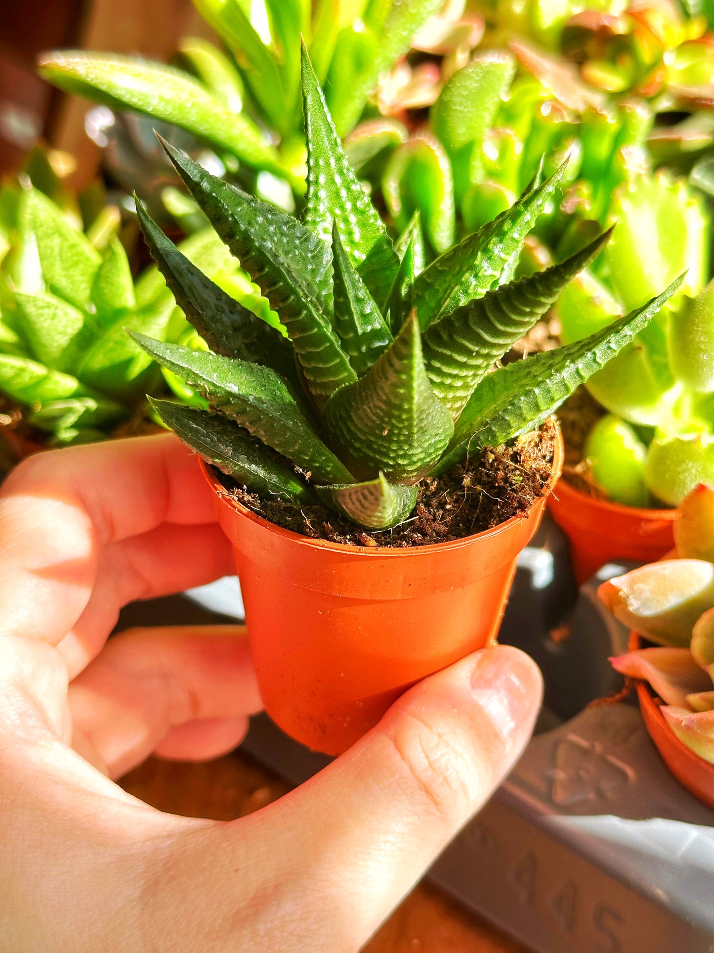 Mixed_Succulents_-_0