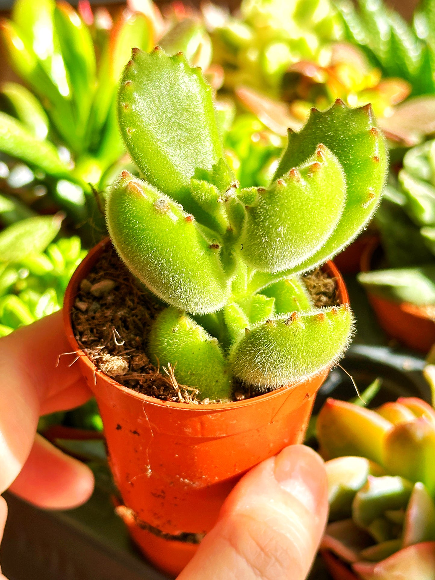 Mixed_Succulents_-_0