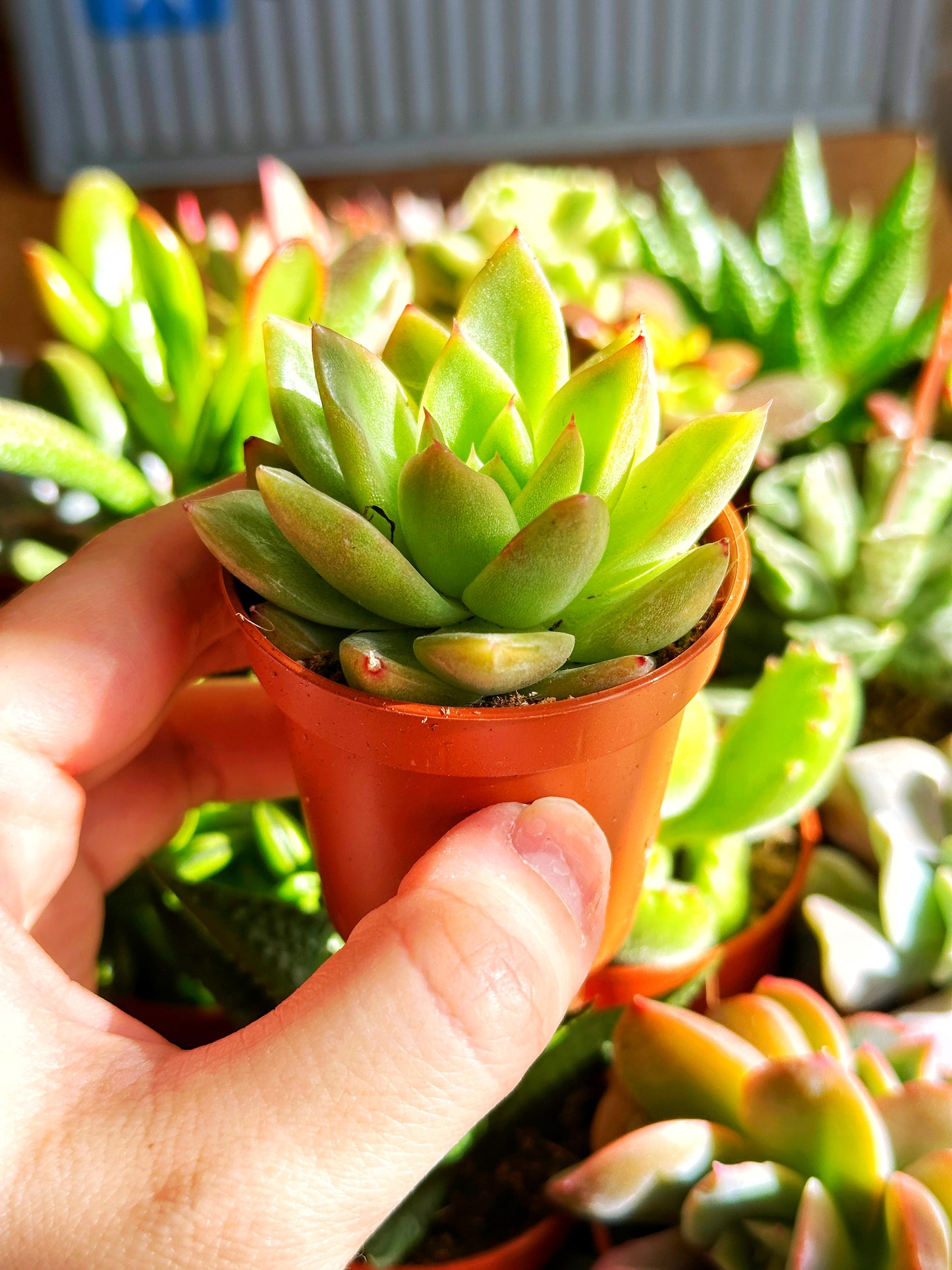 Mixed_Succulents_-_0