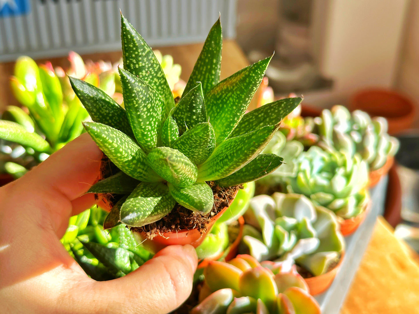 Mixed_Succulents_-_0