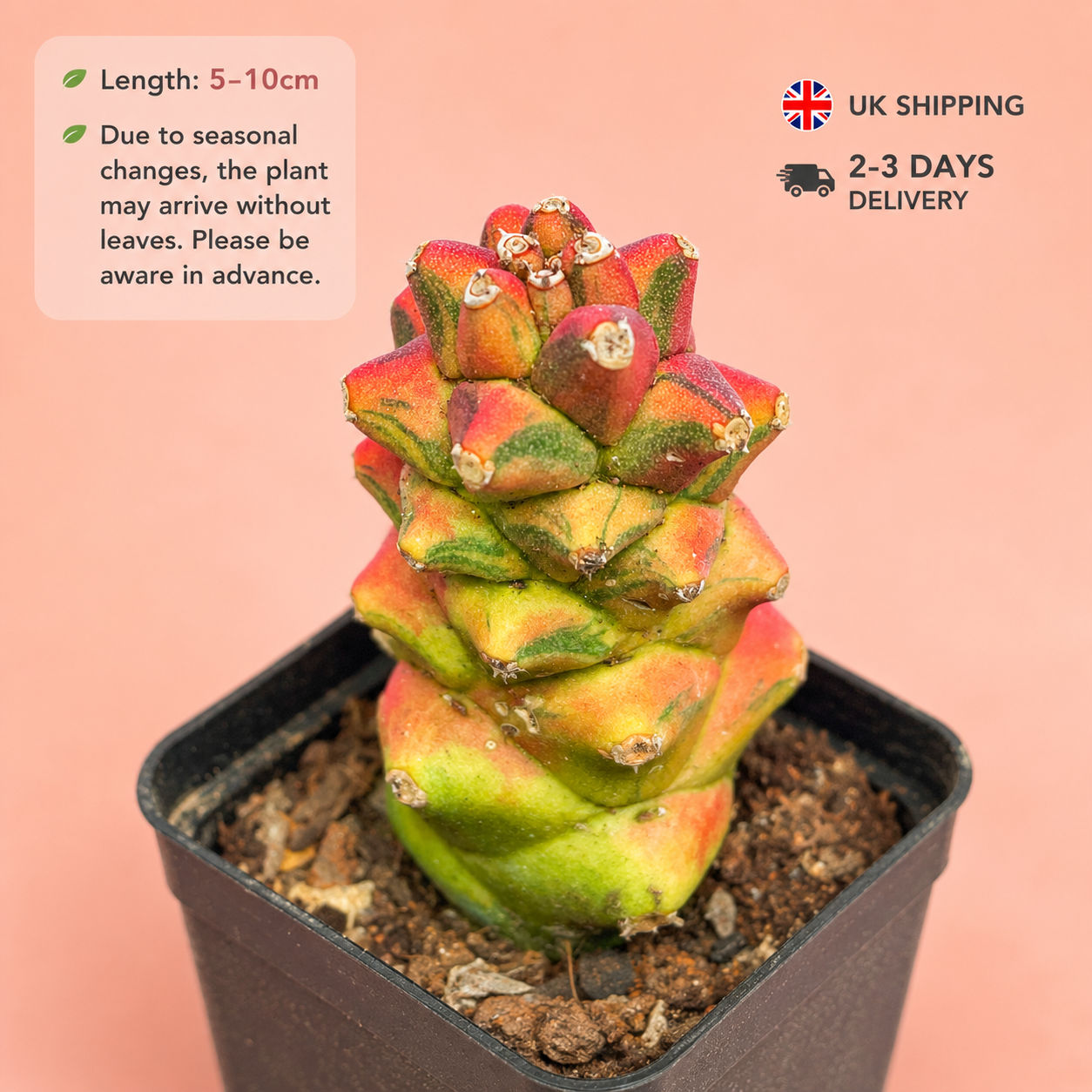 Monadenium ritchei 'Variegata' | Rare Variegated Succulent Plant | Colourful Caudiciform Euphorbia Relative