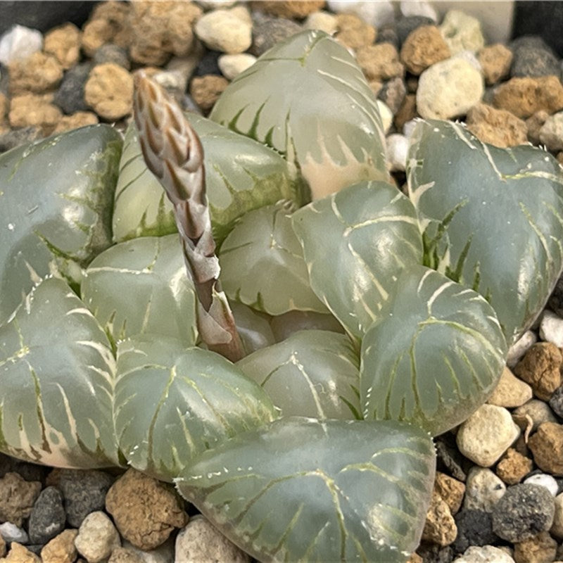 Haworthia Seeds, Rare Succulent Seeds for Home Growing, Home-Grown Succulent Varieties