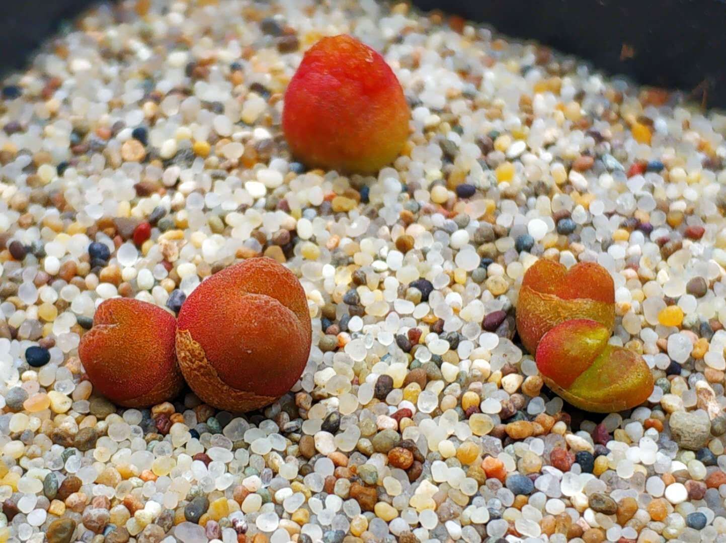 Conophytum Seed, Hyaluronic Lips, Rare Succulent Seeds for Home Growing, Home-Grown Succulent Varieties