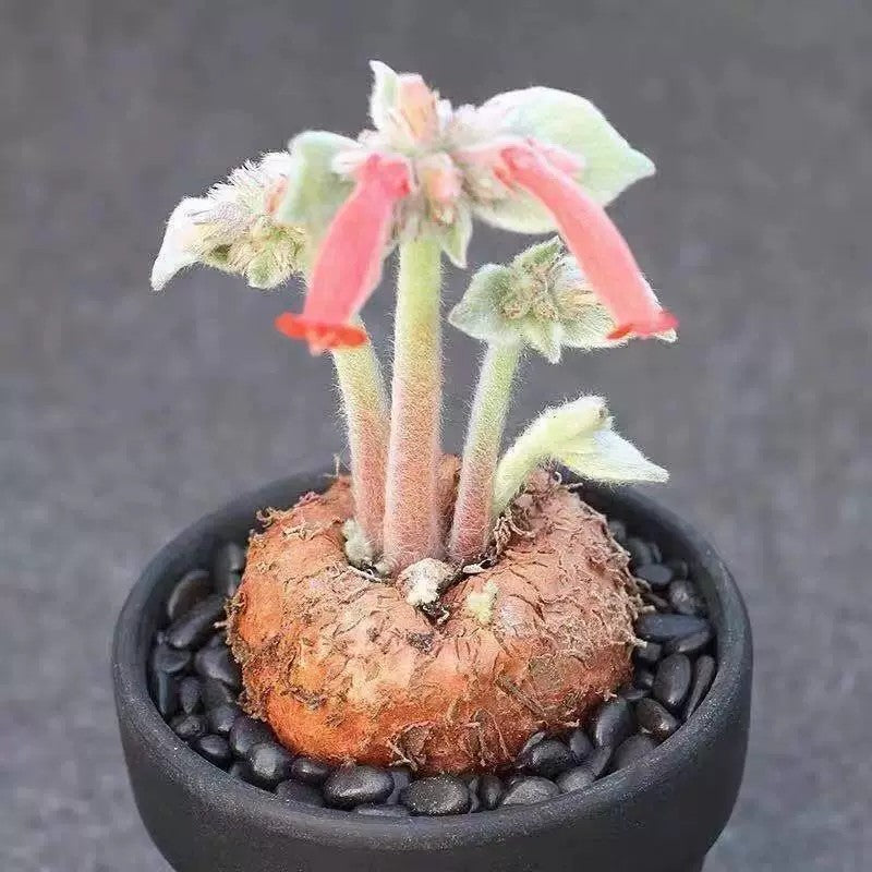 Mini Sinningia leucotricha (Brazilian Edelweiss) | Rare Caudex Plant | Bare Root