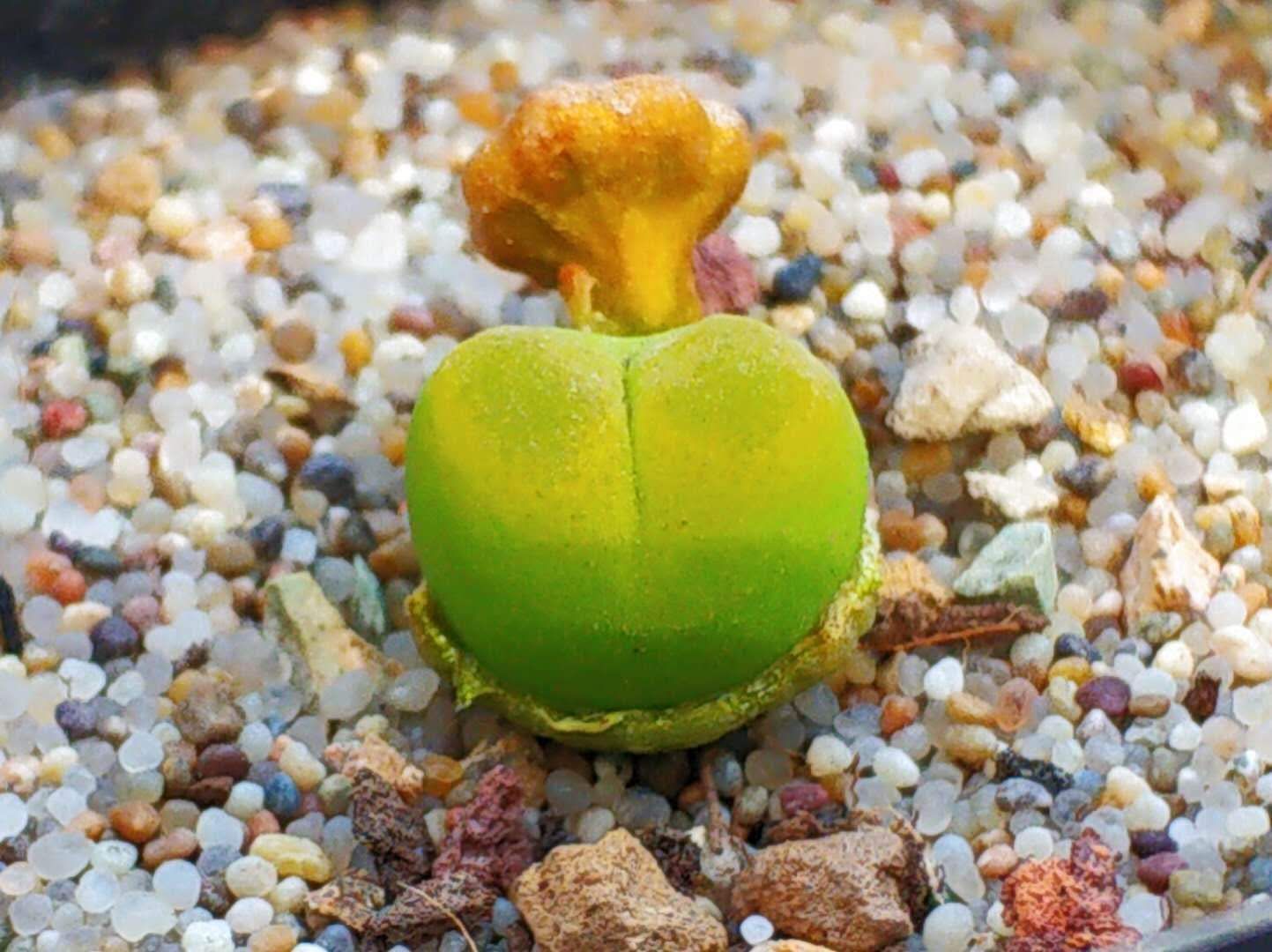 Conophytum Seed, Hyaluronic Lips, Rare Succulent Seeds for Home Growing, Home-Grown Succulent Varieties