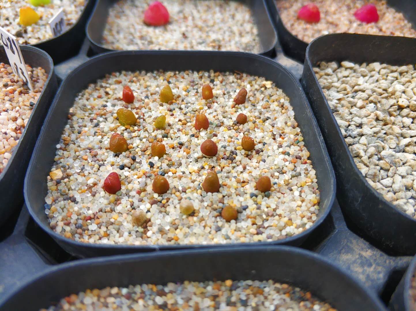 Conophytum Seed, Hyaluronic Lips, Rare Succulent Seeds for Home Growing, Home-Grown Succulent Varieties