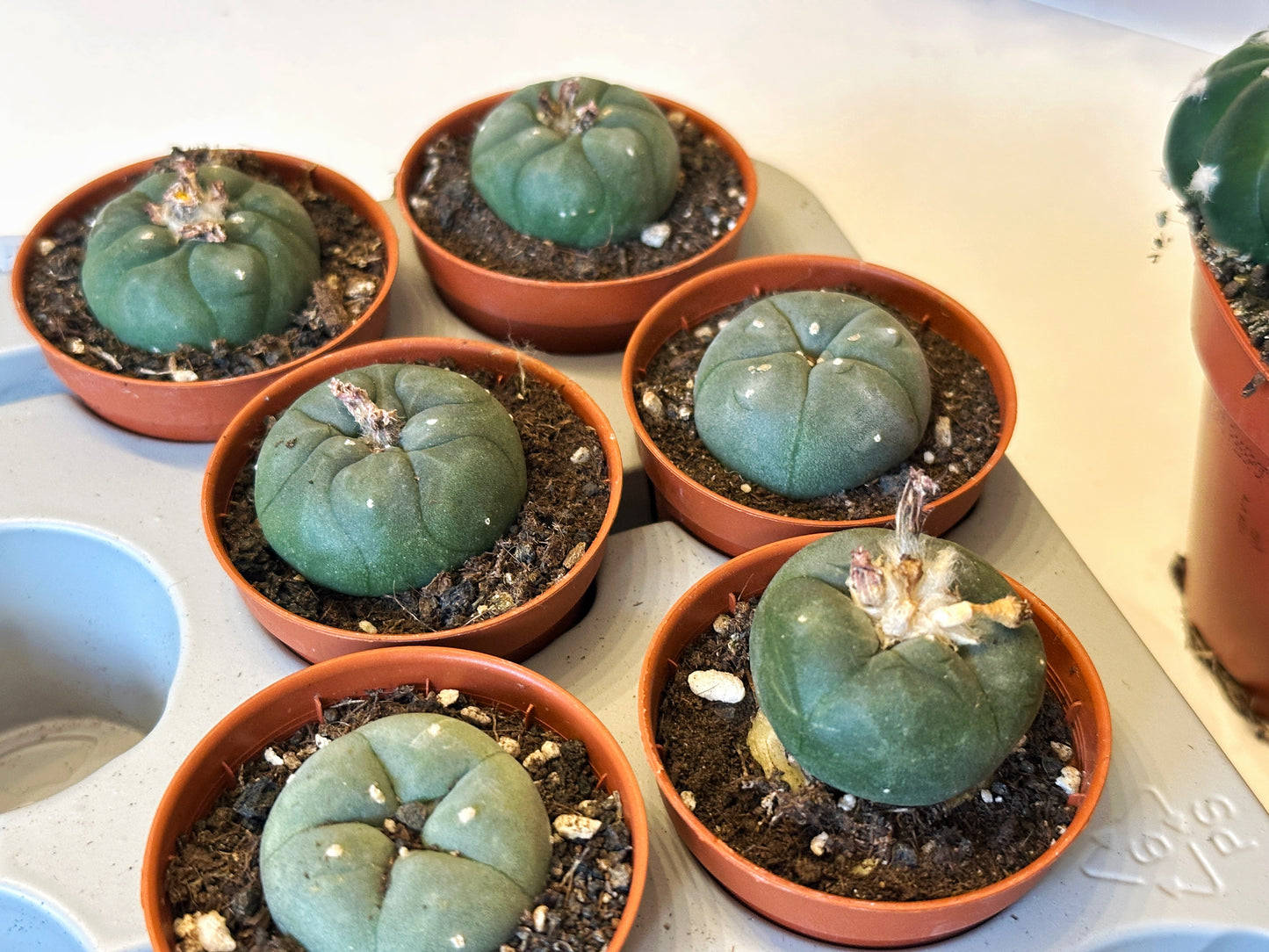 Peyote, Lophophora williamsii - 0