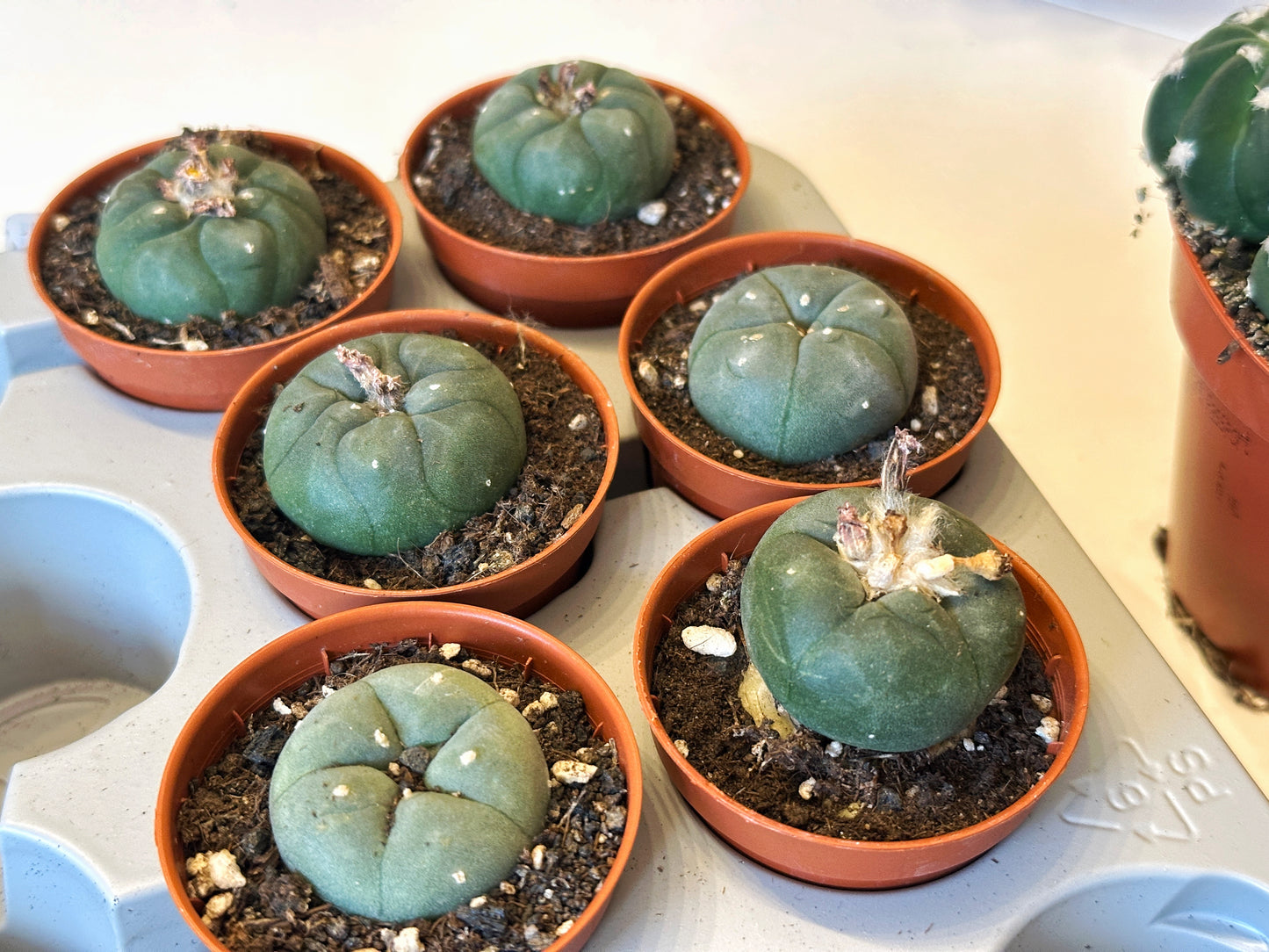 Peyote, Lophophora williamsii - 0