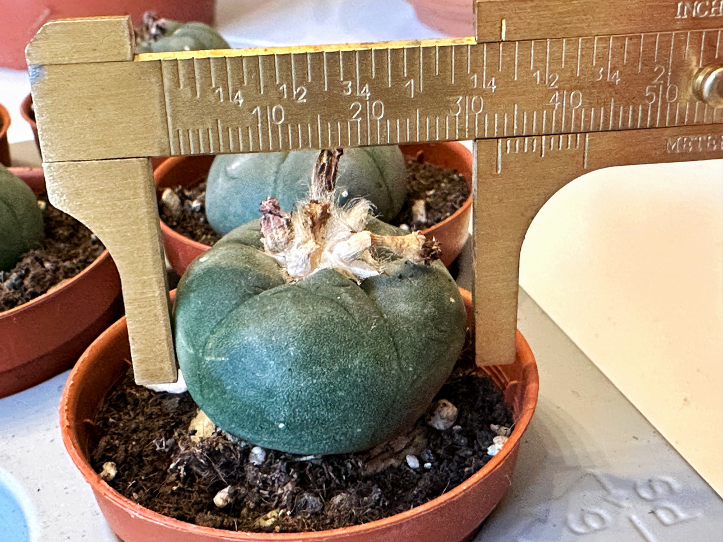 Peyote, Lophophora williamsii - 0