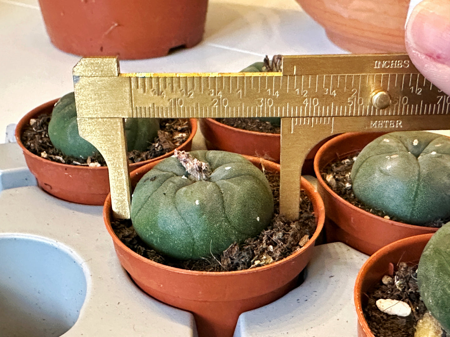 Peyote, Lophophora williamsii - 0