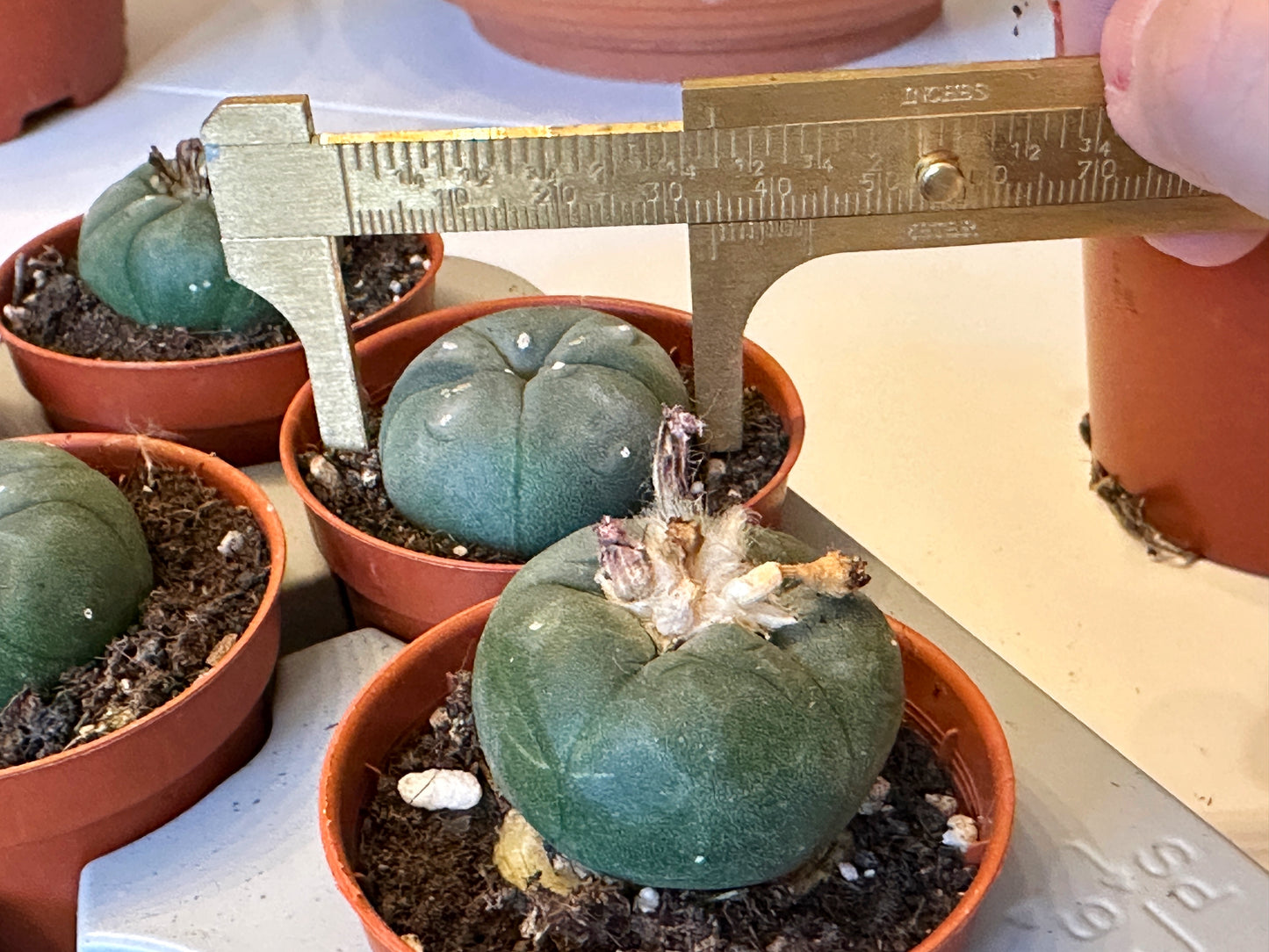 Peyote, Lophophora williamsii - 0